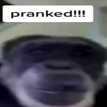 pranked scruff